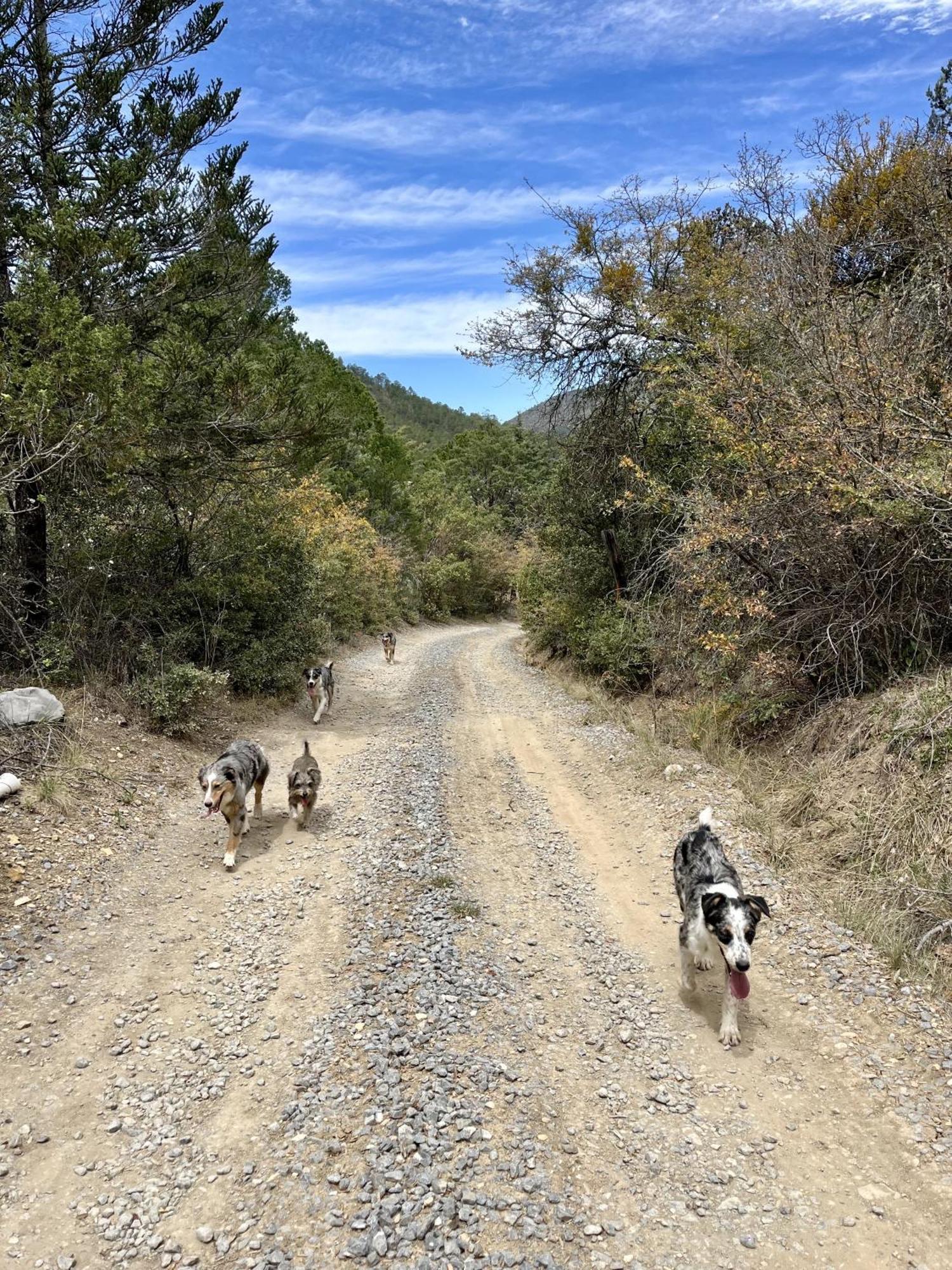 Camping En La Sierra De Arteaga Los Lirios Εξωτερικό φωτογραφία